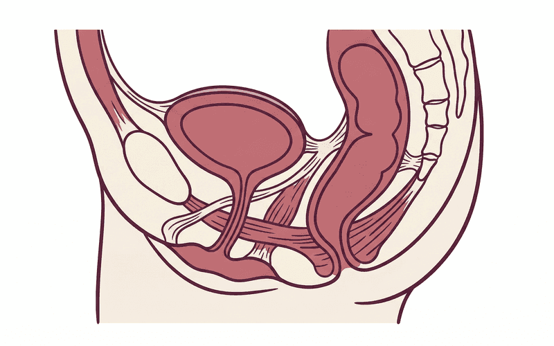 Anatomische Darstellung des weiblichen Beckenbodens
